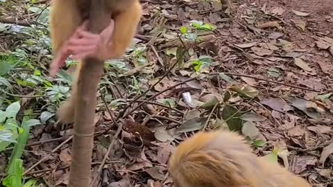 Baby monkey wants to climb a tree but can't climb it