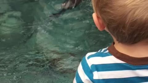 Baby freaks out over otters