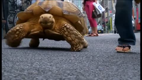 man taking his pet giant tortoise out for a walk