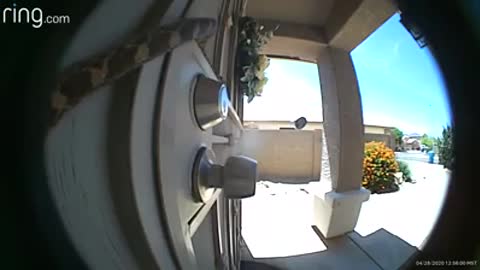 Security camera motion detector captures snake crawling across front door