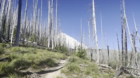 Beautiful Blue Sky on Tilly Jane Trail – Mount Hood – Oregon – 4K