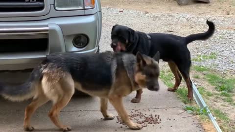 one year old Rottweiler challenging ways with alpha German Shepherd