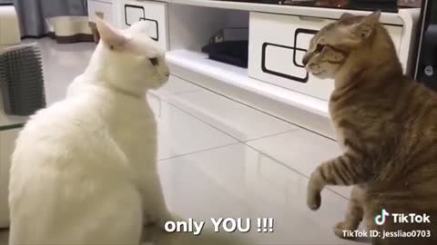 *Cats are talking !!* :O these cats can speak english better than hooman