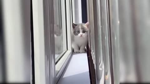 Funny Cat Compilation, Clean...