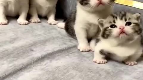 Little milk cat