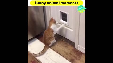 Animal Funny Moments 2021 HD1080