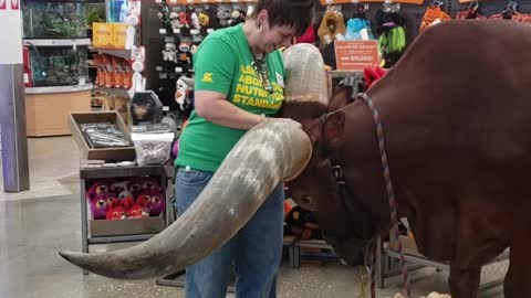 African Watusi Loves his Head Scratches