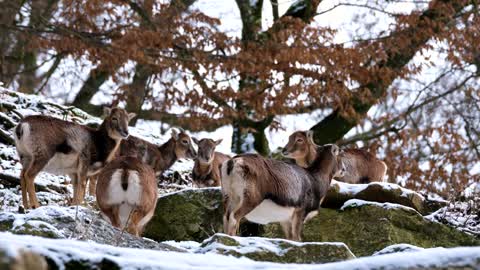 Goats Hanging out