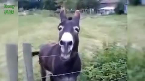Most Funny Donkeys of World