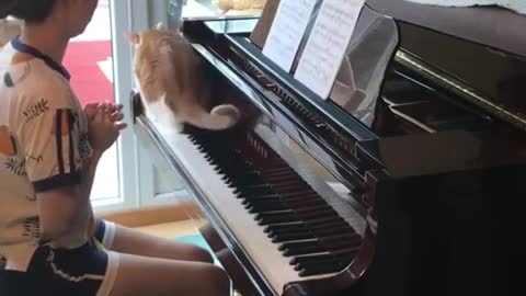 Cat interrup his mom while playing Piano.