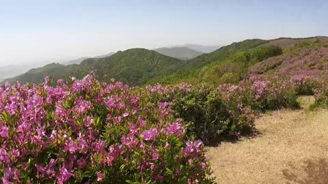 A flower garden on a mountain (2)