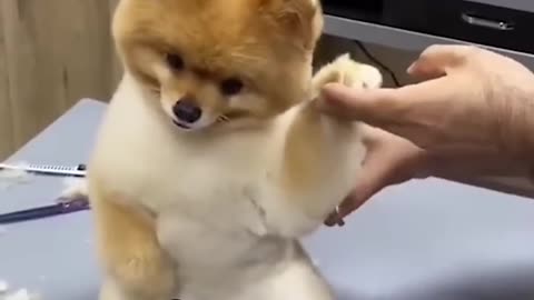 The dog gets cut