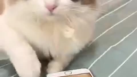 Cute and funny cats compilation video