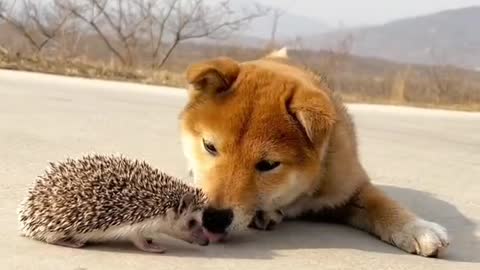 Dogs and hedgehogs