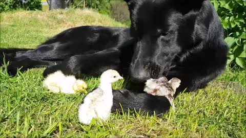 Compilation of German Shepherd's adorable farm friends