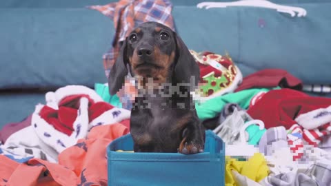 Dogs Trying to Fit in Tiny Boxes: The Great Box Challenge 🤣