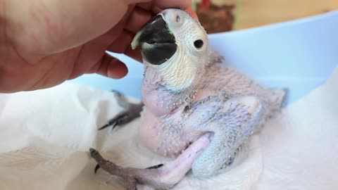 How baby macaw grows up | From the hatch until the eyes opened it