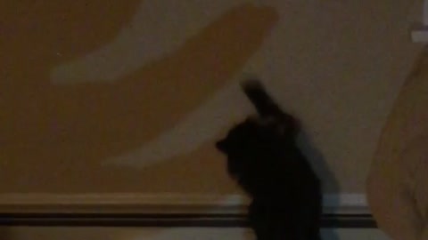 Black cat playing with shadow