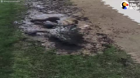 Lab Rolls In Mud Puddle