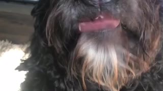 Northerndood black dog tries to lick peanut butter off nose