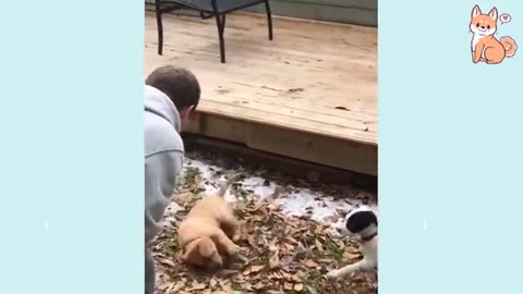 You will laugh at all the DOGS Funny DOG Videos