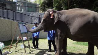 Yumeka, the painting elephant