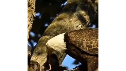 BALD EAGLE CAREFULLY FEEDING ITS YOUNG