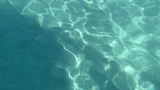 Stingray in the water