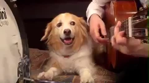 Dog playing music, so awesome