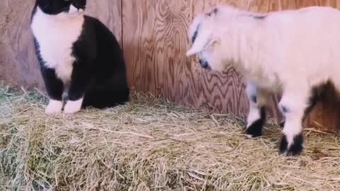funny animal videos | cute animal videos