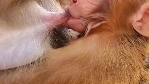 Milk feeding baby