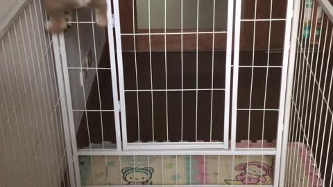 Puppy Makes a Prison Break