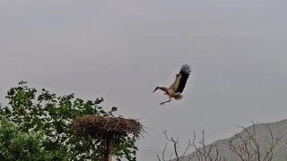 Beautiful and wonderful stork flight