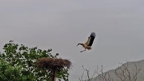 Beautiful and wonderful stork flight