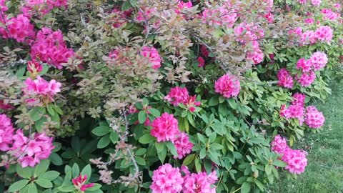 Wall of Rhododendrons