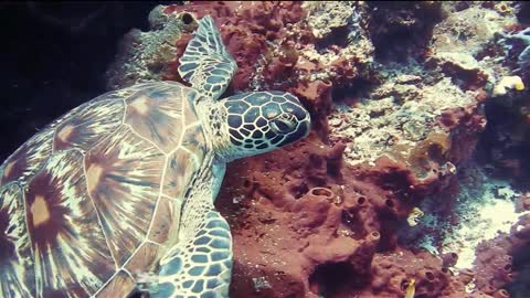 Video to Animation of Sea Turtle