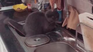 cats go to the toilet in Kitchen Sink