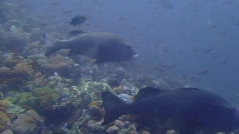 A tremendous quantity of large and tiny fish, at batu bolong Komodo NP