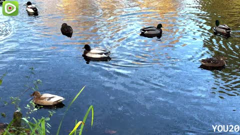 Duck pond in 2021 | pet birds, beautiful birds,
