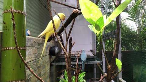 Canarino uccelli domestic canary