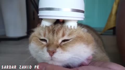 Cat Enjoying massage