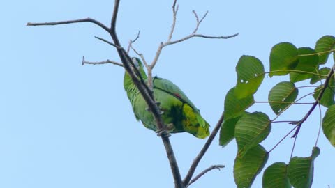 Listen and watch an amazing video of a beautiful parrot in a tree