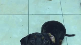 Small weiner dog catches treat in kitchen