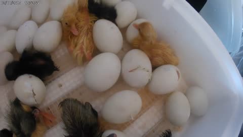 close up of just hatched ducklings