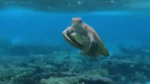 Entertainment Turtle Shorts Video__ #travel #shorts #short #106