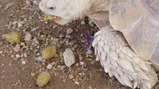 Chickens hanging with the tortoise