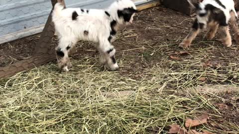 Newborn Baby Goats Playing