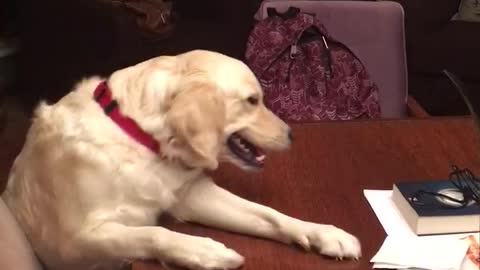 Golden retriever with red collar trying to reach for something on table gives up and barks