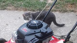 Kitties Loves being Outside in the Yard..