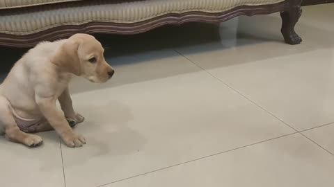 Labrador Dog Training